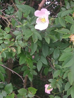 photo of Common Dog Rose