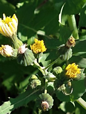photo of Smooth Sow Thistle