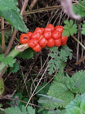 photo of Italian Arum