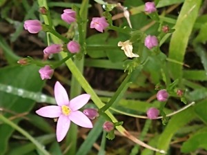 photo of Common Centaury