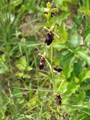 photo of Fly Orchid