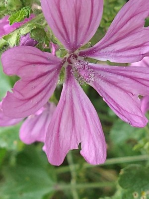 photo of Common Mallow