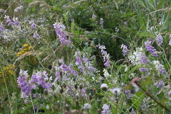 photo of Goat's Rue
