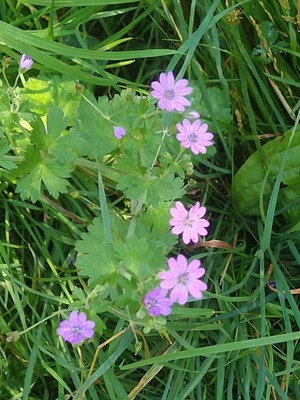 photo of Dove's Foot Crane's Bill