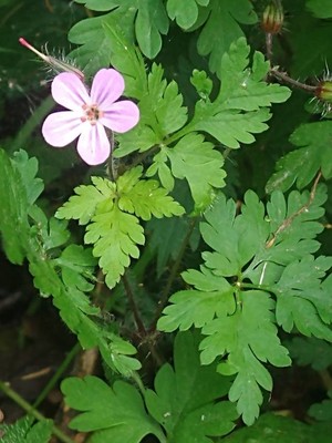 photo of Herb Robert