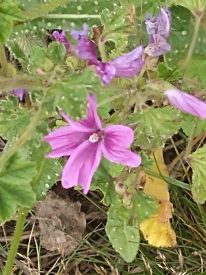 photo of Common Mallow