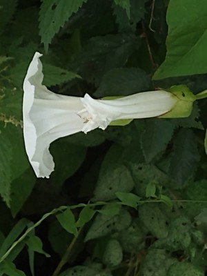 photo of Hedge Bindweed