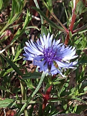 photo of Cornflower