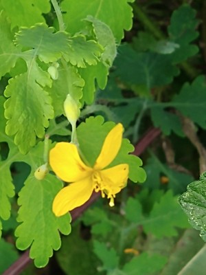 photo of Greater Celandine