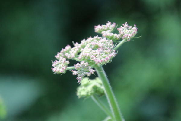 photo of Hogweed