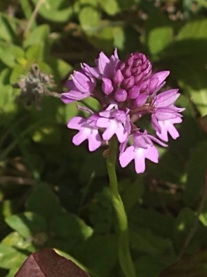 photo of Pyramidal Orchid