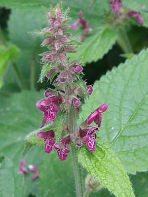 photo of Hedge Woundwort