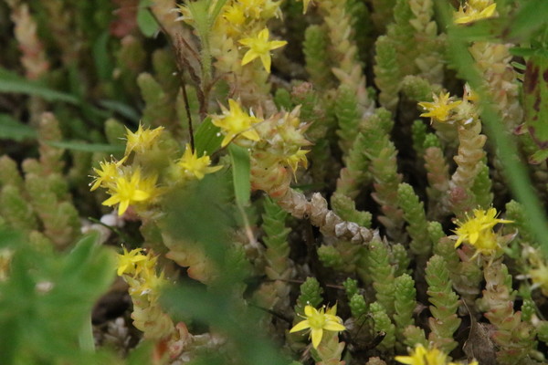 photo of Biting Stonecrop