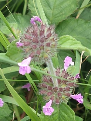 photo of Wild Basil