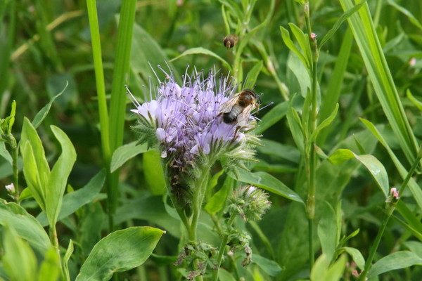 photo of Phacelia