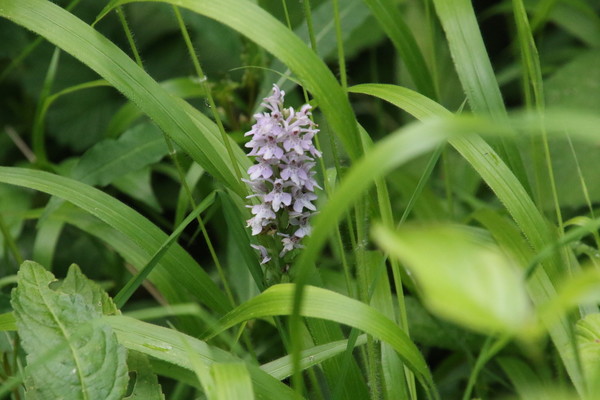 photo of Common Spotted Orchid