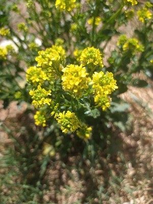 photo of Common Winter Cress