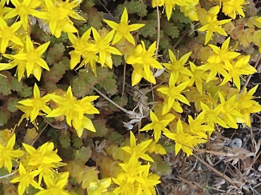 photo of Biting Stonecrop