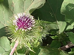 photo of Lesser Burdock