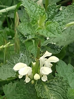 photo of White Dead Nettle