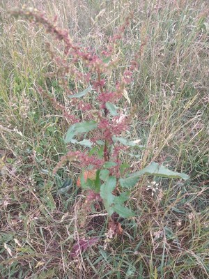photo of Curled Dock
