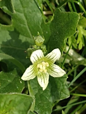 photo of White Bryony
