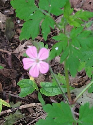 photo of Herb Robert