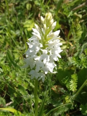 photo of Chalk Fragrant Orchid