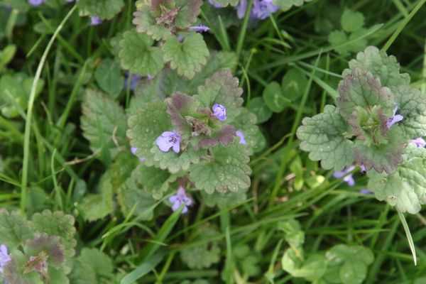 photo of Ground Ivy