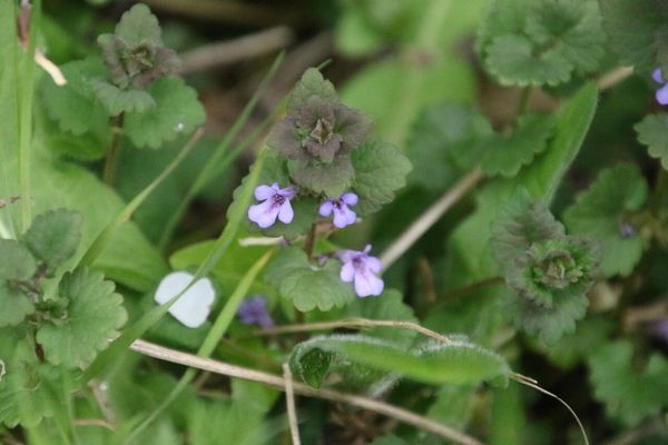 photo of Ground Ivy