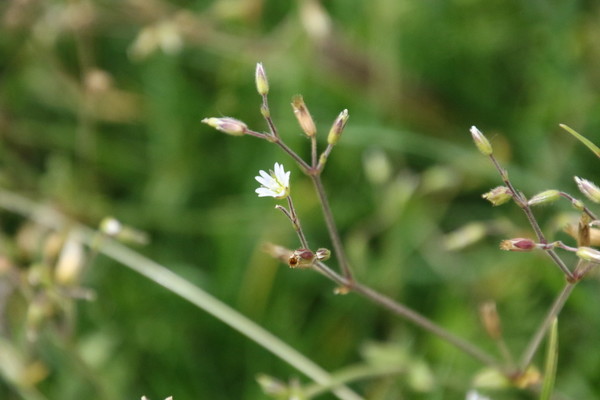 photo of Common Mouse Ear