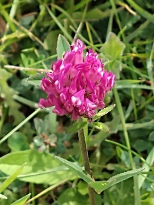photo of Red Clover