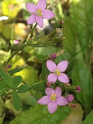 photo of Common Centaury