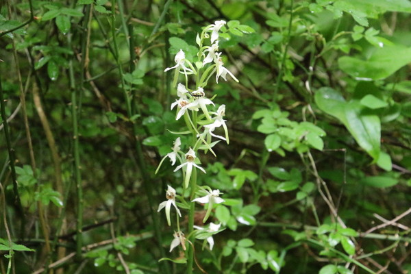 photo of Lesser Butterfly Orchid