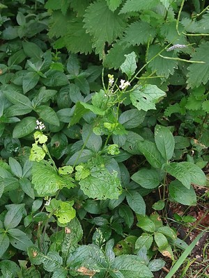 photo of Garlic Mustard