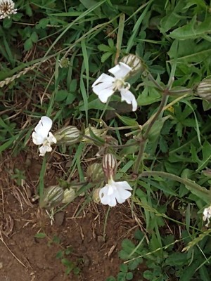 photo of White Campion