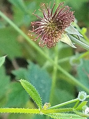 photo of Wood Avens
