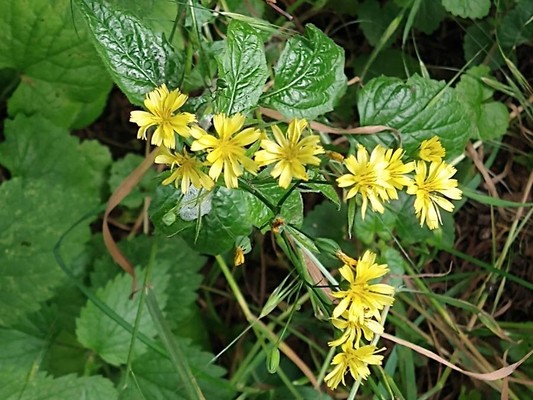 photo of Nipplewort