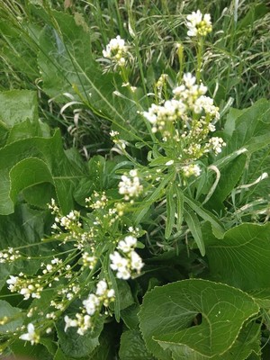 photo of Horse Radish