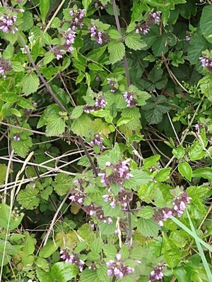 photo of Black Horehound
