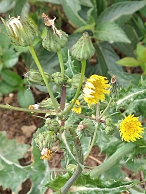 photo of Prickly Sow Thistle