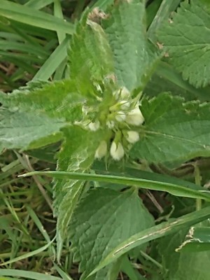 photo of White Dead Nettle