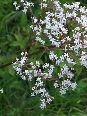 photo of Common Valerian