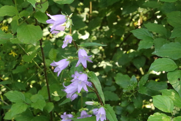 photo of Nettle Leaved Bellflower
