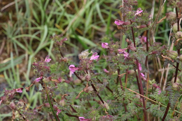 photo of Marsh Lousewort