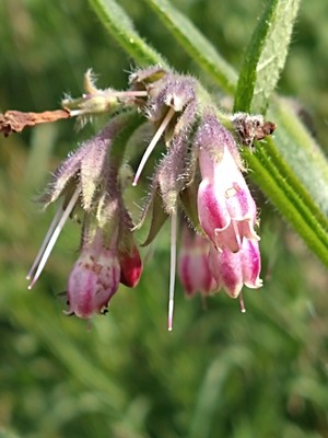 photo of Common Comfrey