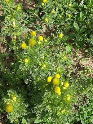 photo of Pineappleweed