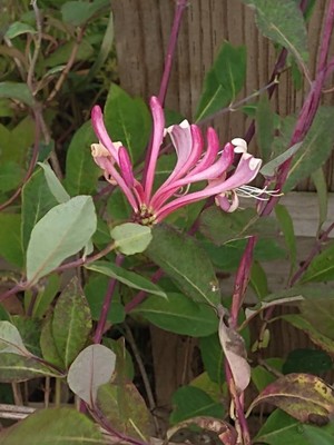 photo of Honeysuckle