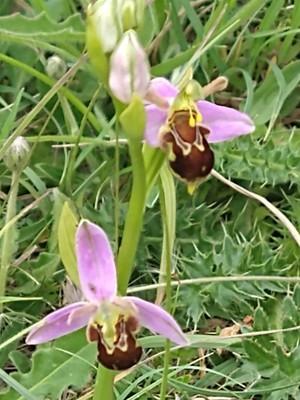 photo of Bee Orchid