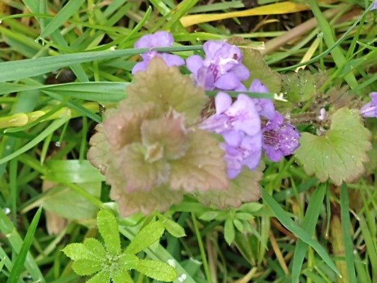 photo of Ground Ivy